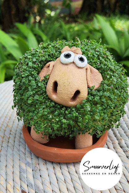 Chia seed planter , Sheep